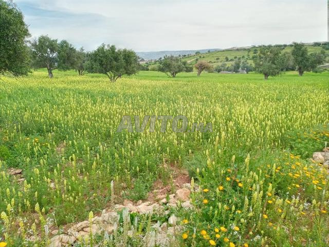 Terrain a Essaouira (titré) أرض محفظة الصويرة - 2