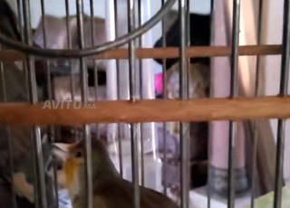 Ventre Chardonnerets et maestro