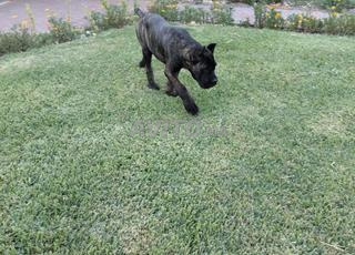 Cane Corso