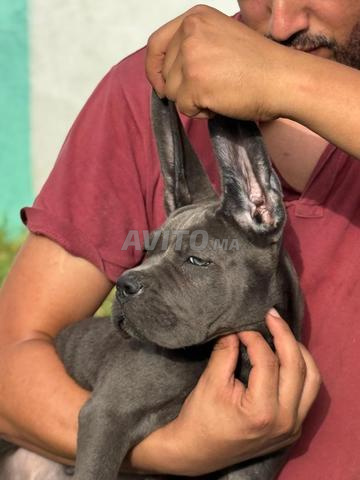 male et femelle cane corso pedigree - 2