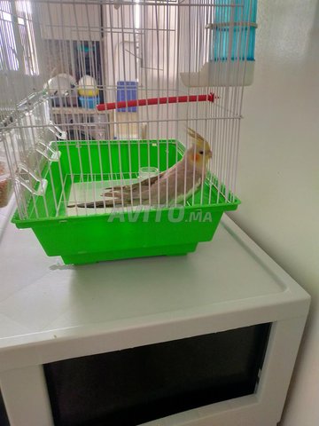 oiseau à vendre à Casablanca bourgogne 