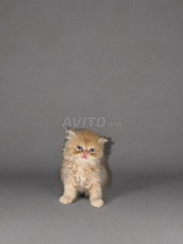 chaton persan à vendre