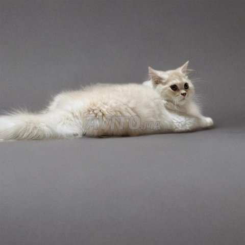 chat persan pure race