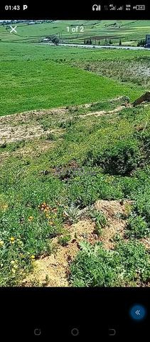  قرب مدينة أصيلة 🌿 بجانب الطريق الاحد الغربيه 