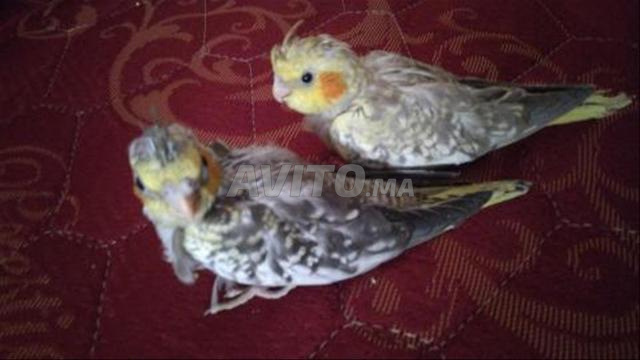 Callopsettes à vendre pour dressage