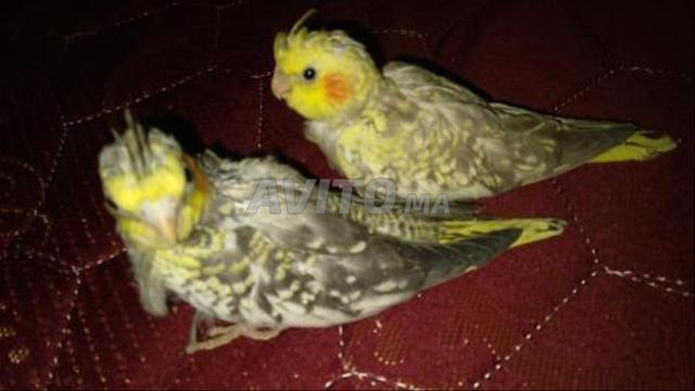 Callopsettes à vendre pour dressage - 2