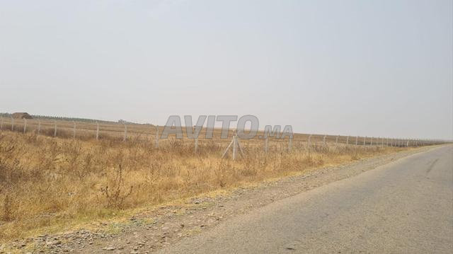 Terrain de 3,4 Hectares Khemis Sidi Yahya Tifelt