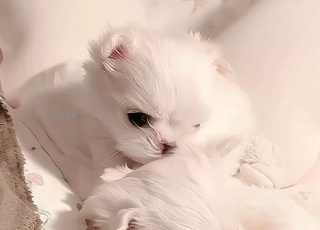 mignature puppy nain 