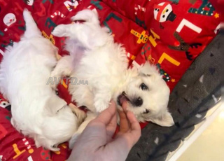 micro puppy bichon toy