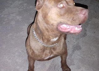 chienne de garde en vente