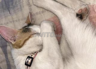 Cat Ready for Adoption