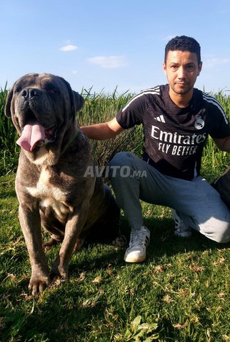 cane corso