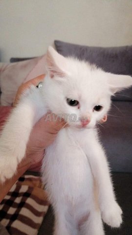 bébé chat ongora 