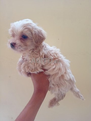 bichon chiots