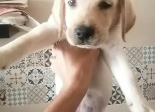 LABRADOR FEMELLE ( PRIX FIXE) 
