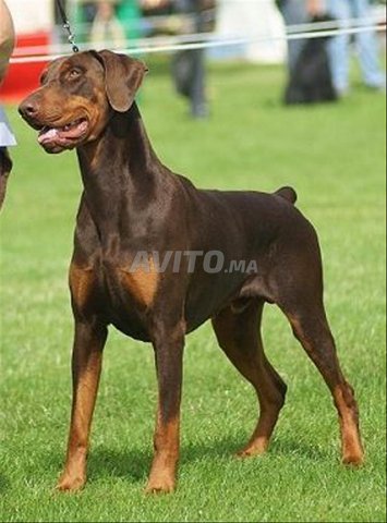 Doberman Couplage Marron