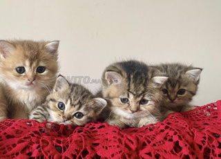 British cats a vendre