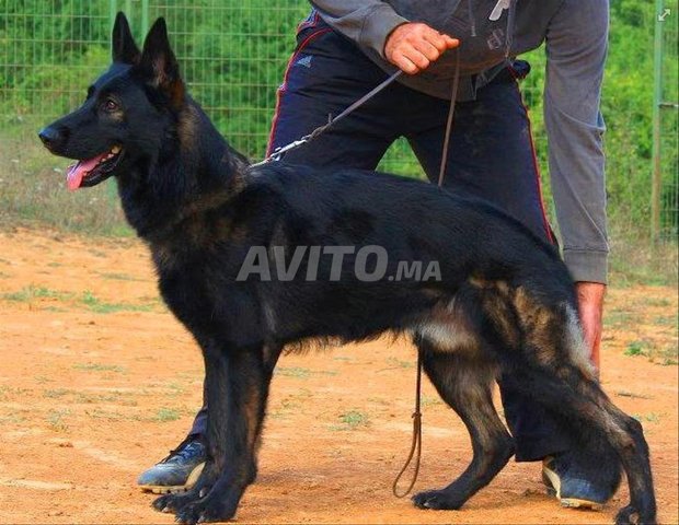 Berger Allemand DDR Noir Sable – Femelle 2 ans