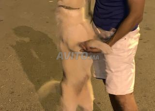 Femelle chienne A’kita pure race