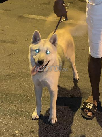 Femelle chienne A’kita pure race - 2