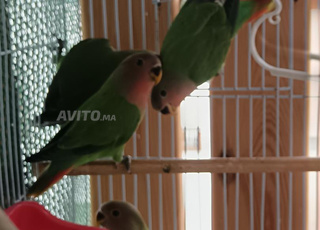 Oiseaux inséparables à vendre