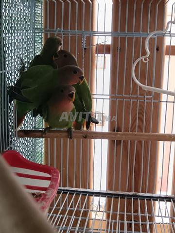 Oiseaux inséparables à vendre - 2