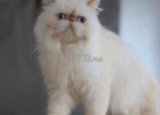 Chat persan à vendre 