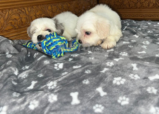 chiots bichon maltais et havanais