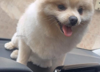 une spitz femelle avendre