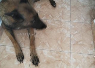 Chien malinois vacciné 