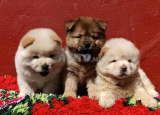 chiot chow chow 