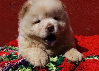 chow chow chiot age 40 jeur 