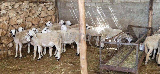 خروف صردي مليح 