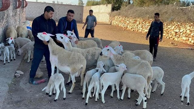 نعجة صردية مليحة 