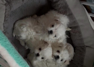 puppy bichon maltais 