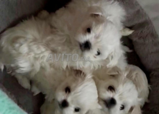 chiot bichon nain