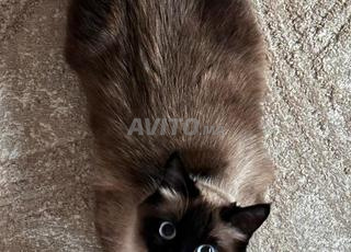 قطة سيامي للتبني