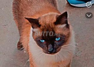 قط سيامو تايلند دكر 