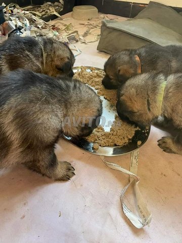chiots berger allemand gris 