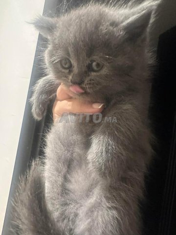 chat bleu russe.. anti allergique 