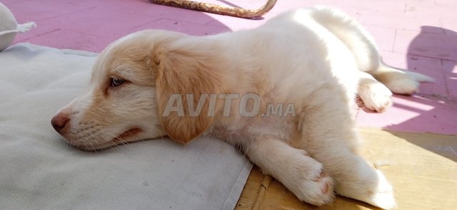 chien de chasse petit race