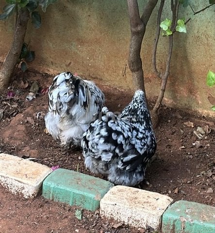 bantam pekin بيض دجاج