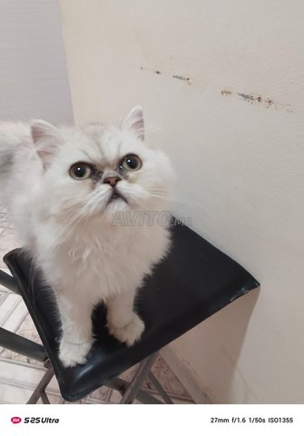persan chinchilla 