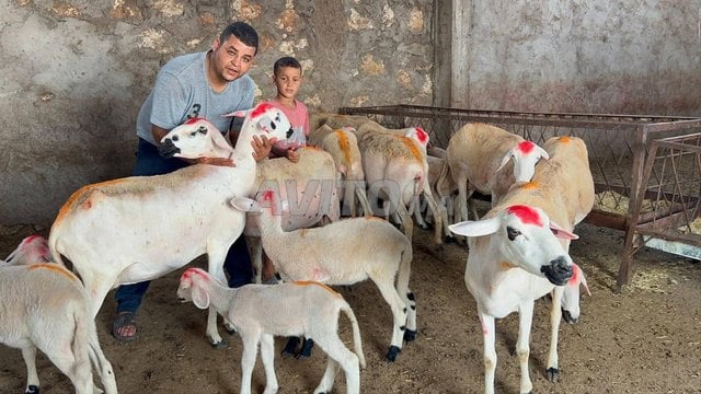 40 نعجة صردية مليحة 