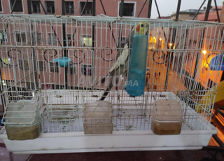 calopsitte avec cage lbi3 kighani dkar