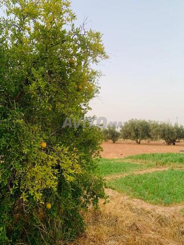 ferme a vendre route de fes 1,5 hectard 