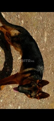Chiens berger allemand 