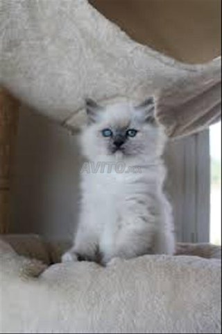 himlaya symoi bébé 