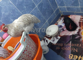 فرارج سلالات أوسترالوب و دينامو