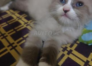 Chaton Ragdoll